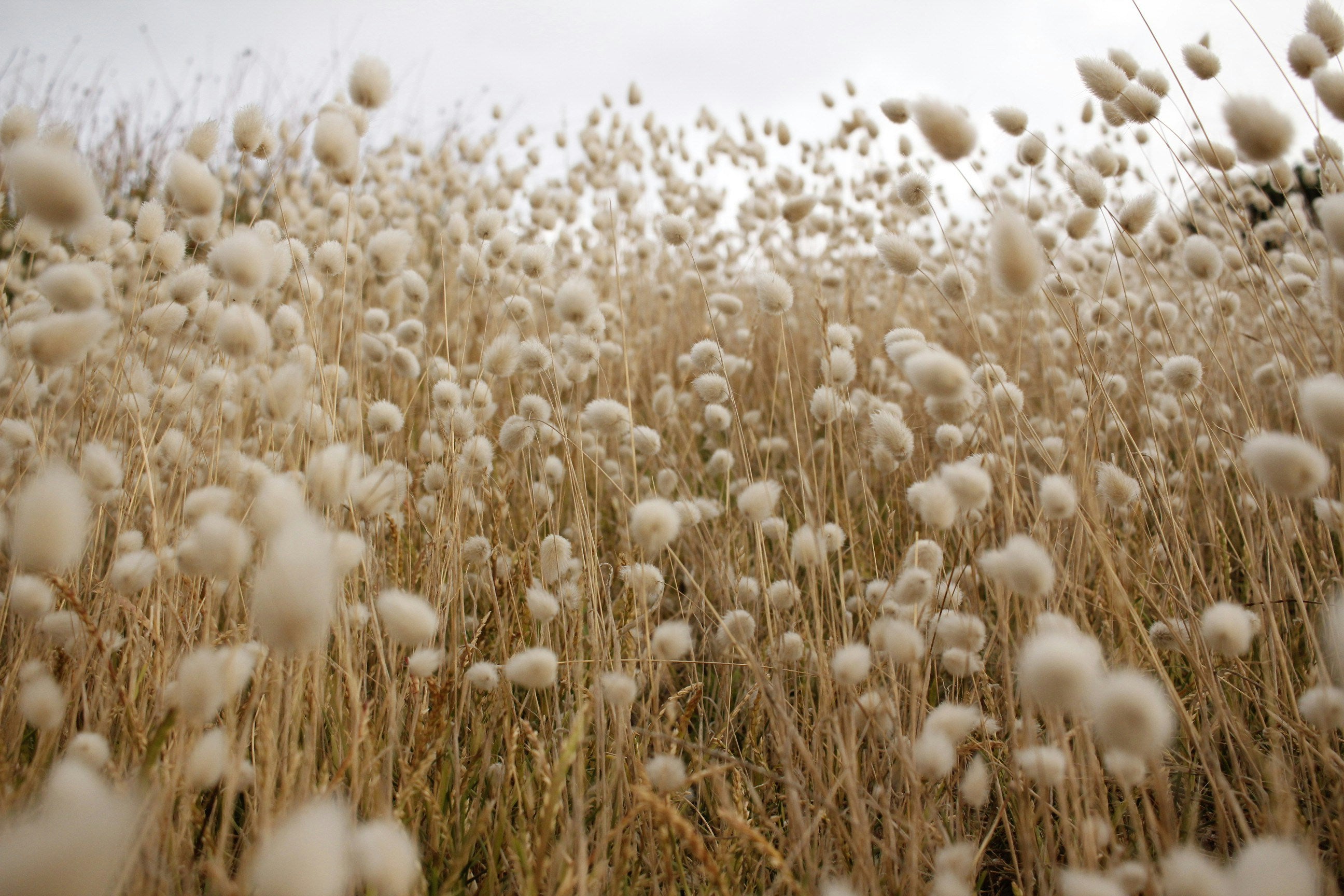 organic-cotton-field